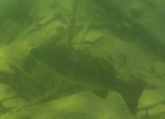 Micropterus dolomieu