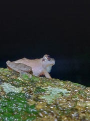 Pseudophilautus amboli