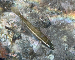 Symphodus ocellatus