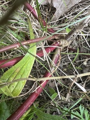 Melilotus officinalis