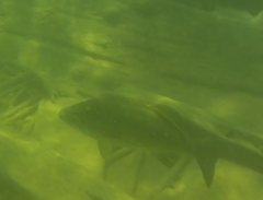 Micropterus dolomieu