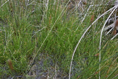 Rhynchospora capillacea