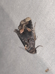 Homophoberia apicosa
