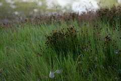 Juncus alpinoarticulatus