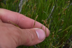 Rhynchospora capillacea