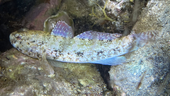 Gobius paganellus