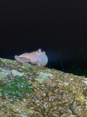 Pseudophilautus amboli