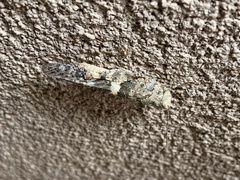 Trimerotropis pallidipennis