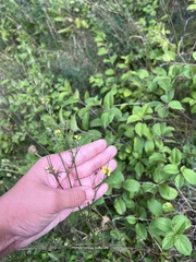 Melilotus officinalis