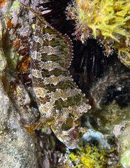 Parablennius gattorugine