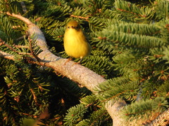 Leiothlypis celata