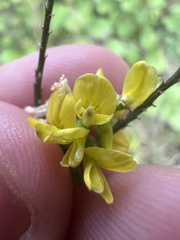 Melilotus officinalis