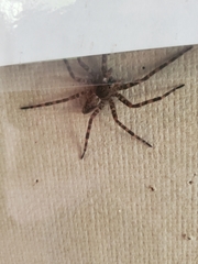 Dolomedes tenebrosus