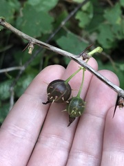 Ribes cynosbati