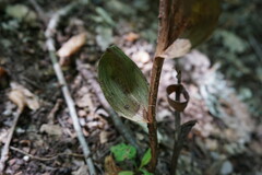 Epipactis krymmontana