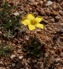 Oxalis obtusa