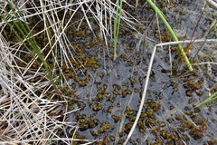 Hygrohypnum