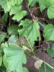 Conocephalini