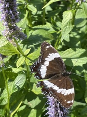Limenitis arthemis arthemis