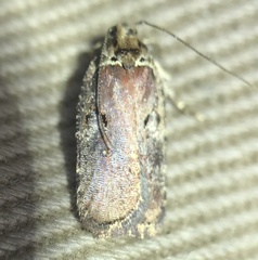 Agonopterix lythrella