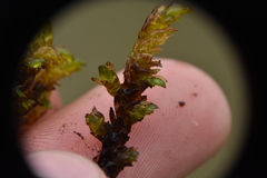 Hygrohypnum