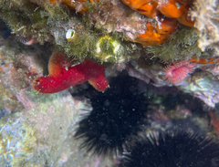 Halocynthia papillosa