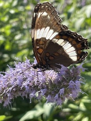 Limenitis arthemis arthemis