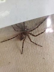 Dolomedes tenebrosus