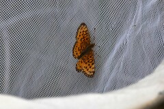Boloria selene