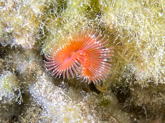 Serpula vermicularis