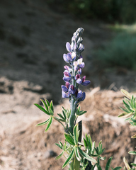 Lupinus montanus