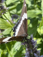 Limenitis arthemis arthemis