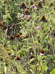 Echinacea purpurea