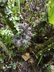 Peltigera neopolydactyla