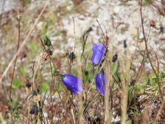 Campanula scheuchzeri
