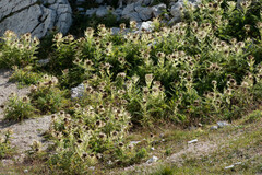 Cirsium spinosissimum