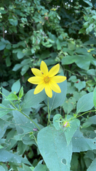 Helianthus divaricatus