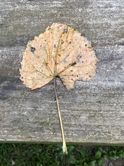 Populus grandidentata