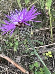 Centaurea nigrescens