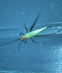 Oecanthus pini