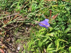 Campanula scheuchzeri