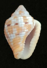 Columbella mercatoria