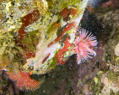 Serpula vermicularis