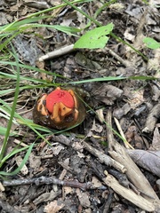 Calostoma cinnabarinum