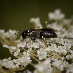 Hylaeus modestus