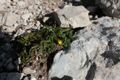 Potentilla reptans