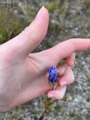 Gentianopsis