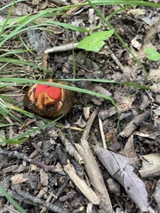 Calostoma cinnabarinum