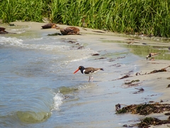 Haematopus palliatus