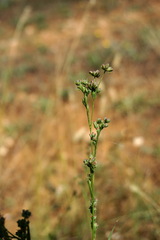 Bupleurum affine
